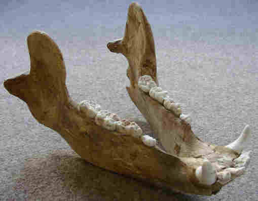 Vollstndiger Unterkiefer eines Hhlenbren, ca. 30.000 Jahre alt (Lnge: ca. 30 cm). 