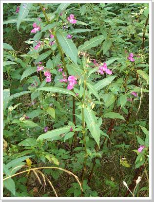 0041_CIMG1561.jpg