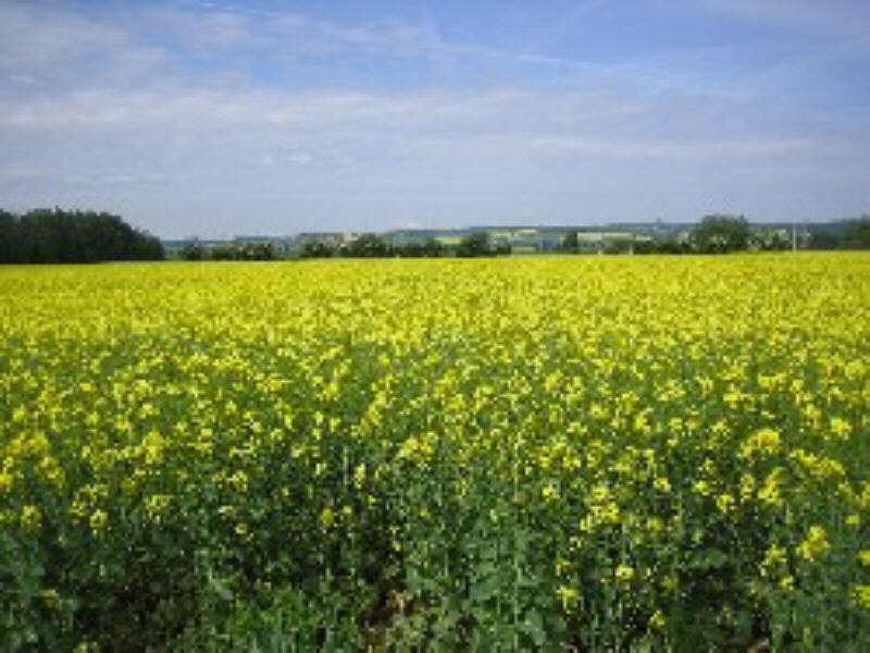 Rapsfeld zwischen Rosdorf und Niedernjesa